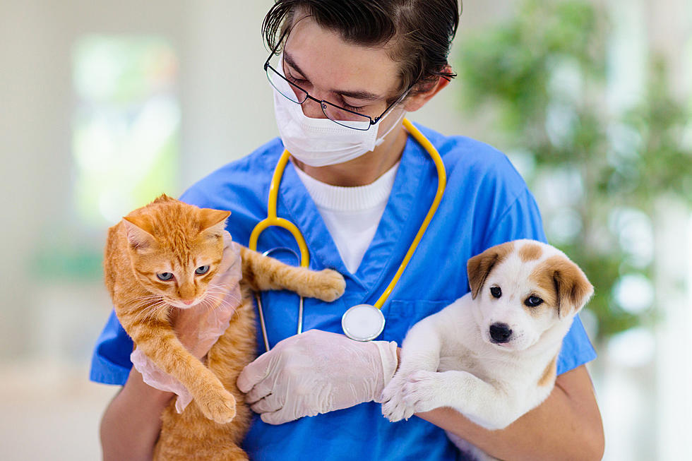 VitalPaws
